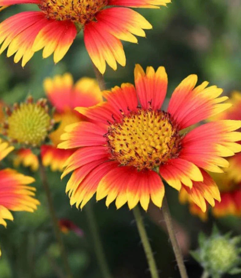 Indian Blanket Flower Seeds 3000 Count | Gaillardia pulchella | Hummingbird & Bee Magnet | Vibrant Blooms