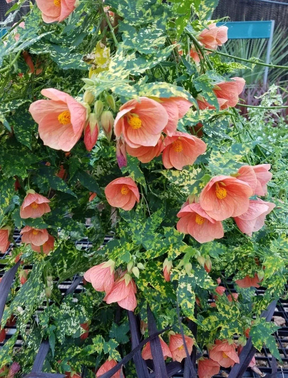 Thompsonii Variegated Peach Abutilon Starter Plant - Flowering Maple, Indoor Greenhouse Plant, Abutilon hybridum