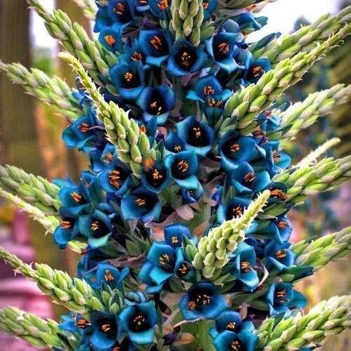 Blue Sapphire Tower Plant Seeds 10+ Seeds Puya alpestris Rare Tropical Succulent Drought-Tolerant Garden Plant