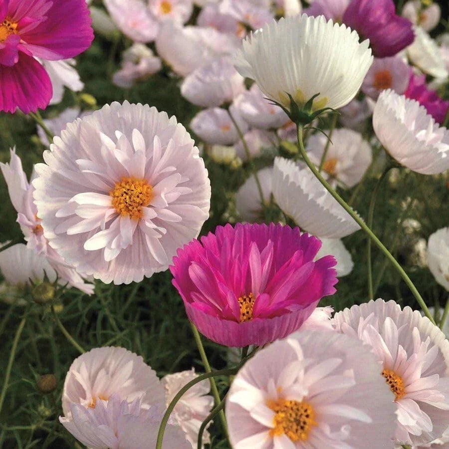 Cosmos Seeds Mix - 200+ Cupcakes & Saucers - Colorful Annual Flower - Cosmos bipinnatus - Easy to Grow for Gardens