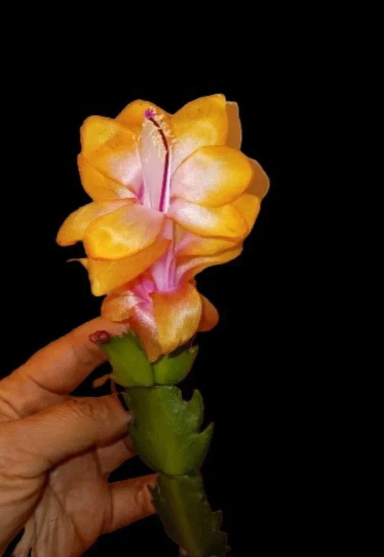 Thanksgiving Cactus Starter Plant - Golden "Bruxas Brasil" - Rare Variety - Schlumbergera truncata - Holiday Blooms