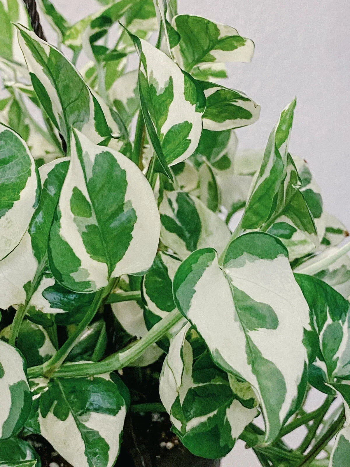 Pothos Cuttings - 3 Variegated Pearls and Jade - Epipremnum aureum - Indoor House Plant for Easy Care & Propagation