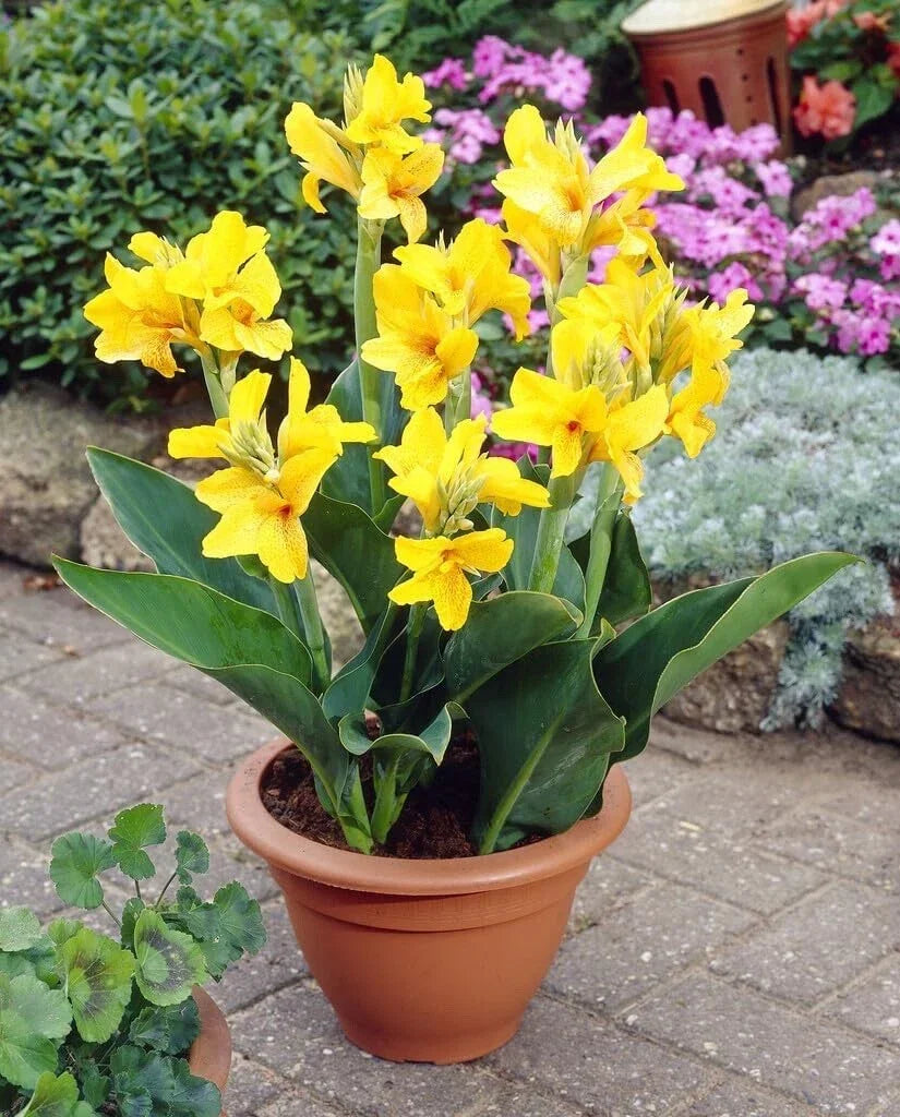 Large Canna Lily Bulbs Value Bag - Yellow Flowers (Canna indica) - Tropical Garden Planting