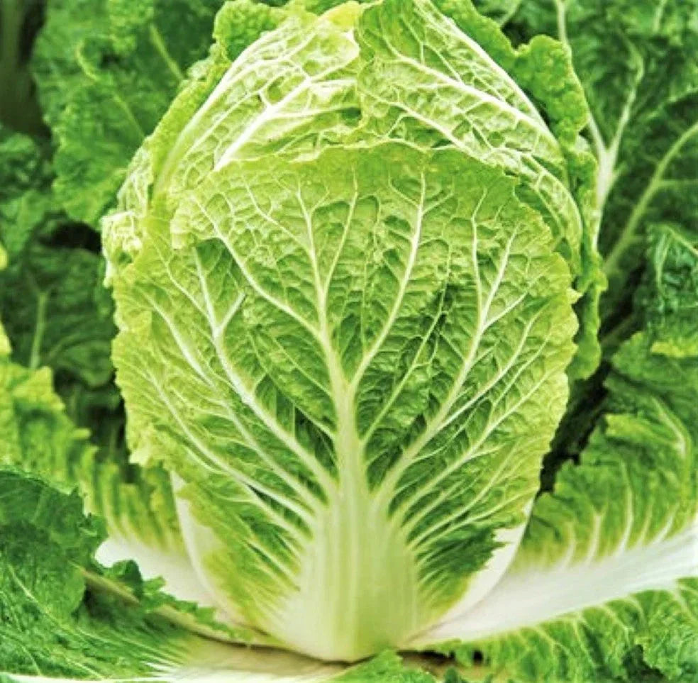 Matsushima Chinese Napa Cabbage Seeds - 500+ Count - Brassica rapa - Non-GMO USA Grown for Spring/Fall Planting