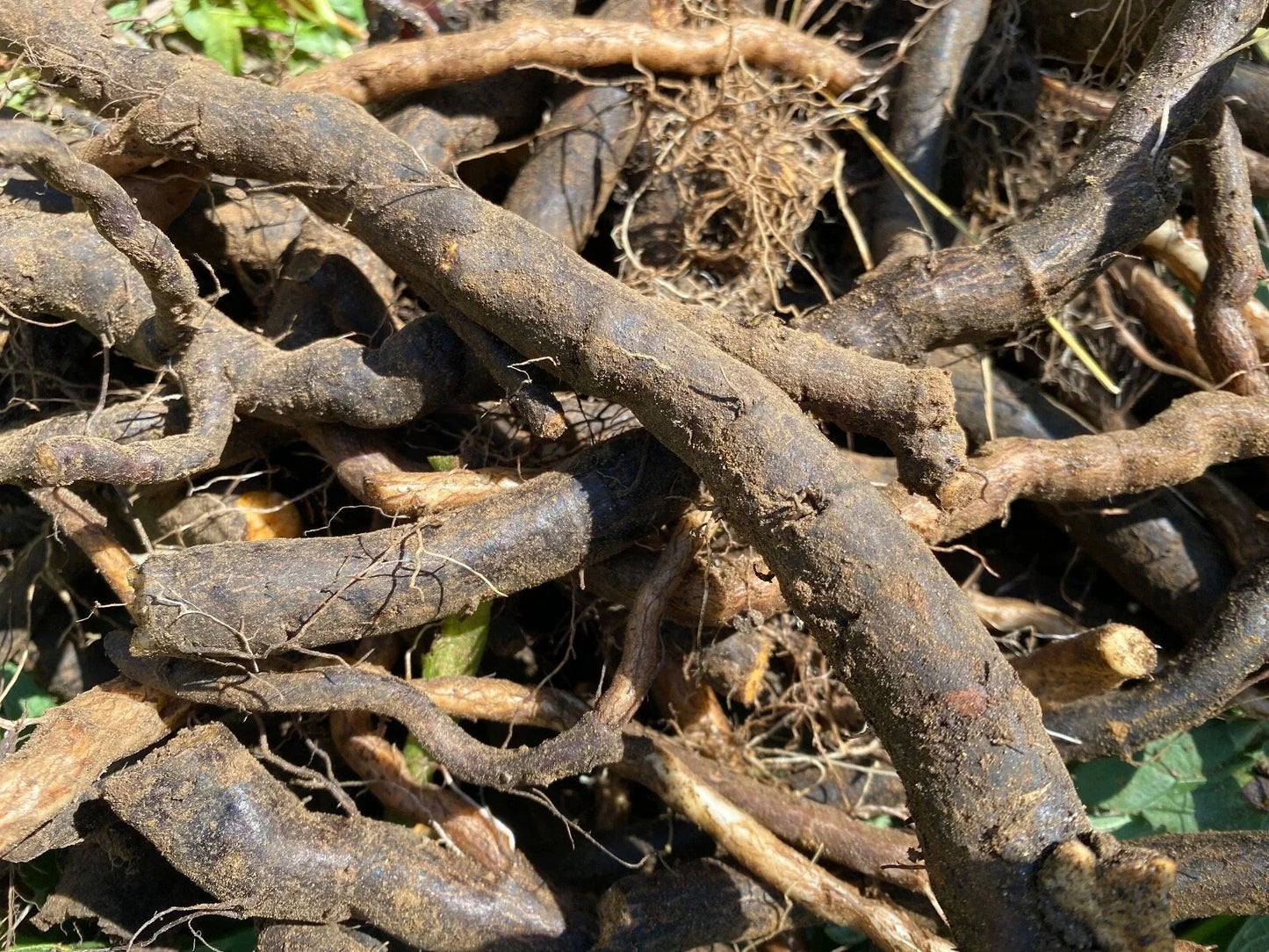 Organic Comfrey Root Cuttings - 100 Pesticide-Free 4" Cuttings - Symphytum officinale for Gardening, Soil Enrichment