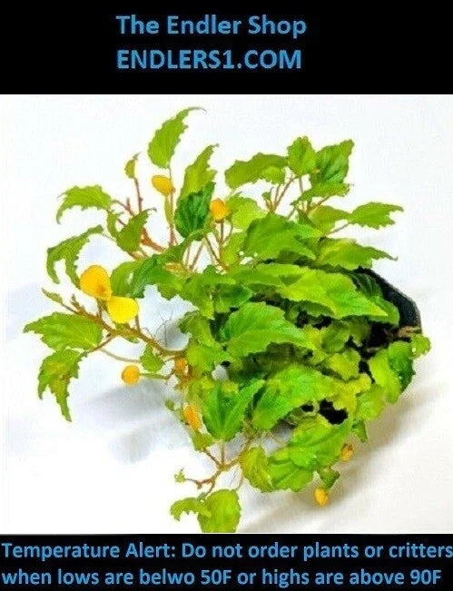 Begonia Cutting - Buttercup Variety for Terrarium - Begonia prismatocarpa - Vibrant Yellow-Green Foliage for Propagation