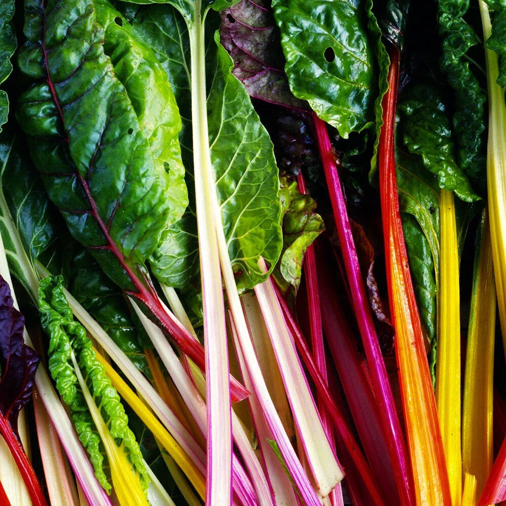 Rainbow Swiss Chard Seeds 50 Ct Non-GMO Vegetable Garden Seeds Beta vulgaris Multi-Colored Leaves USA