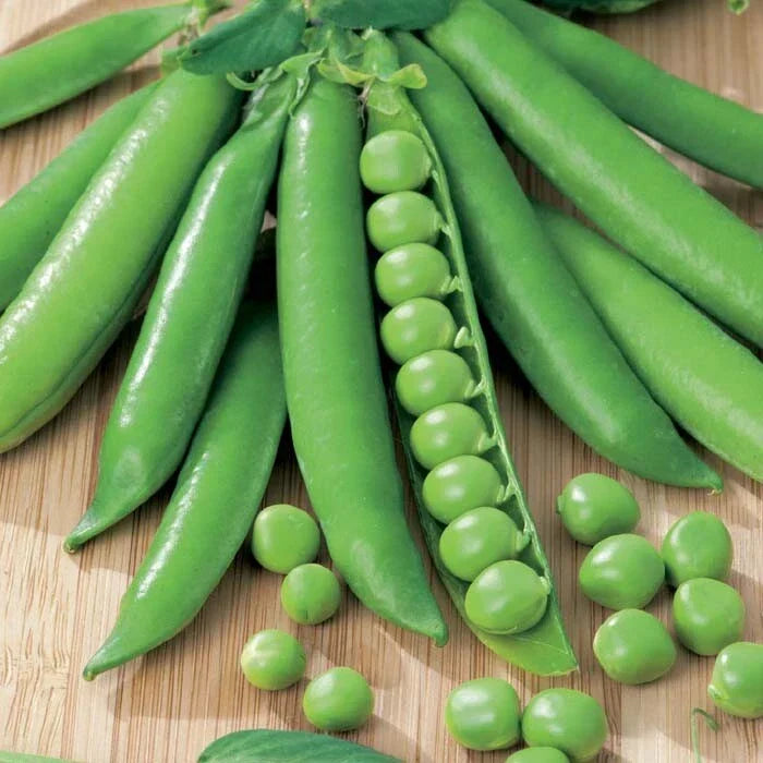 Green Arrow Pea Seeds | Heirloom Sweet Snap Peas | Pisum sativum | 2025 Fresh Seeds | Non-GMO, High Yield, Easy to Grow