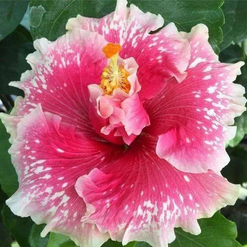 Hibiscus Seeds - 20 Pink & White Perennial Flower Seeds - Hibiscus rosa-sinensis - Tropical Garden Blooms