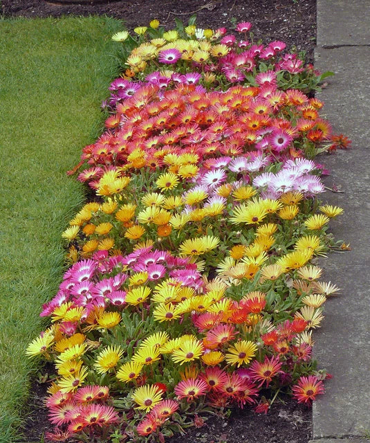 Livingston Daisy Seeds - Colorful Ice Plant Mix - Dorotheanthus bellidiformis - Day-Night Flowering - 100 Seeds
