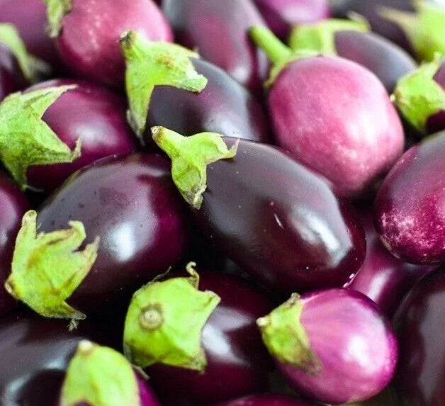 Round Eggplant Seeds 50+ Pack, Non-GMO Asian Culinary Vegetable, Solanum melongena, Perfect for Home Gardens
