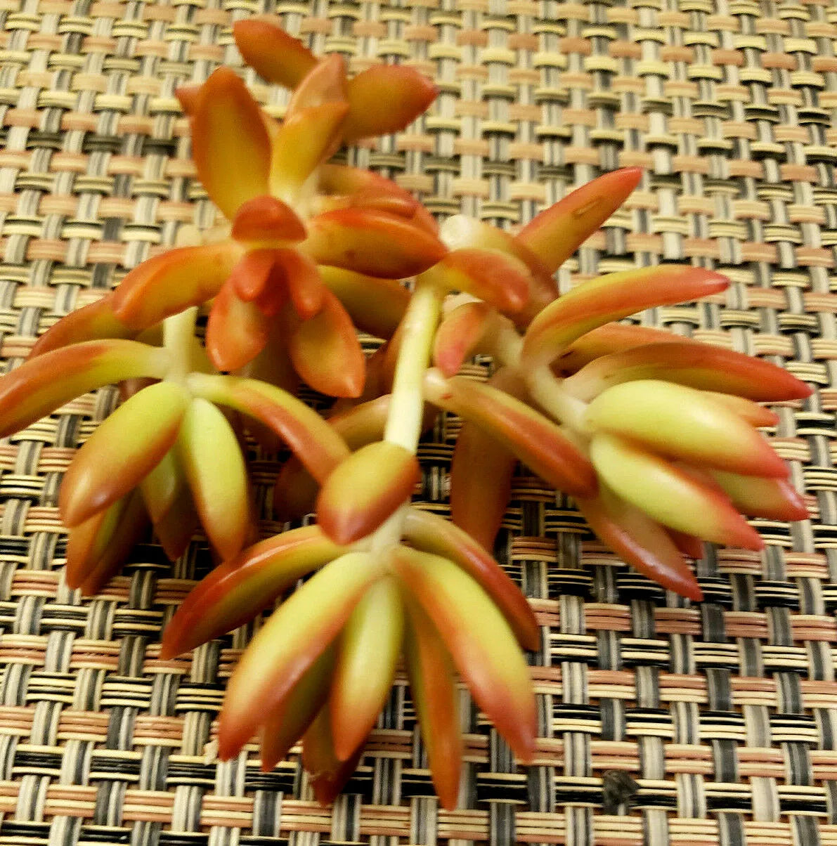 Sedum Adolphii 'Firestorm' Cuttings - 2" Diameter - 3 Unrooted Succulent Plants - Golden Yellow to Red Foliage