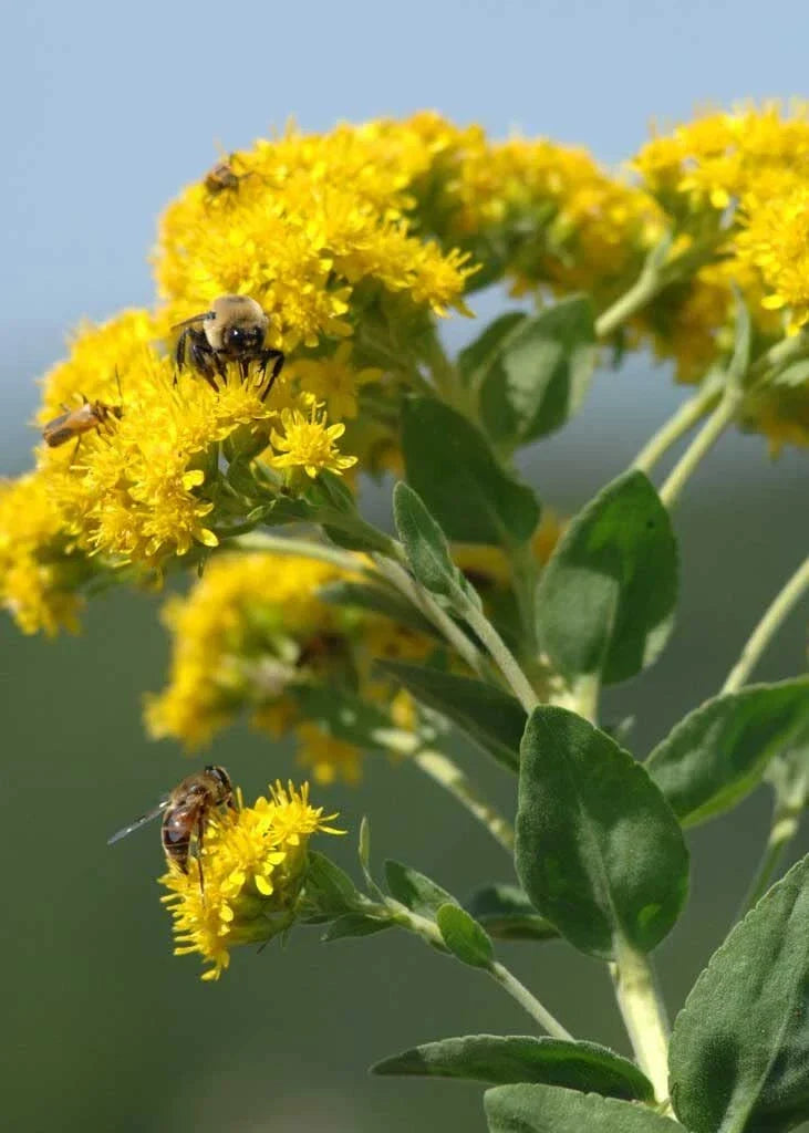 Stiff Goldenrod Seeds - 100+ Heirloom Seeds - Oligoneuron rigidum - Native Wildflower for Pollinator Gardens