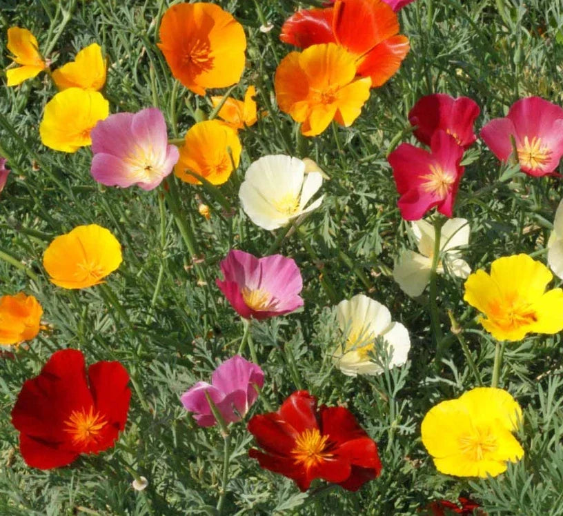 California Poppy Seeds Mix - 1000 Non-GMO Wildflower Seeds for Bees - Eschscholzia californica - Vibrant Garden Colors