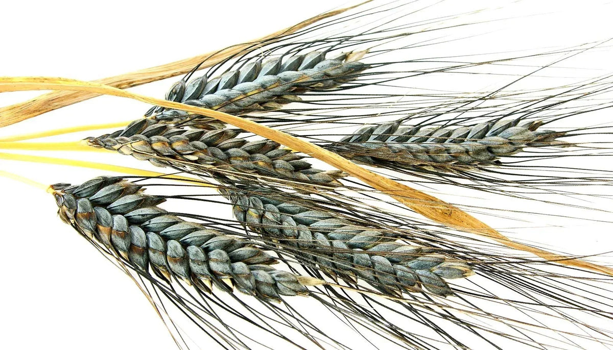 Einkorn Wheat Seeds - 200+ Heirloom Organic Non-GMO - Ancient Grain (Triticum monococcum) for Sustainable Gardening