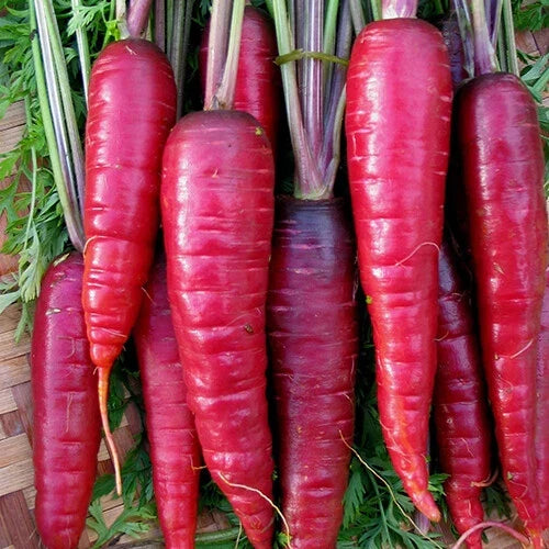 Purple Dragon Carrot Seeds - Heirloom Non-GMO - Daucus carota - Organic Gardening - 200 Seeds for Vibrant Home Gardens