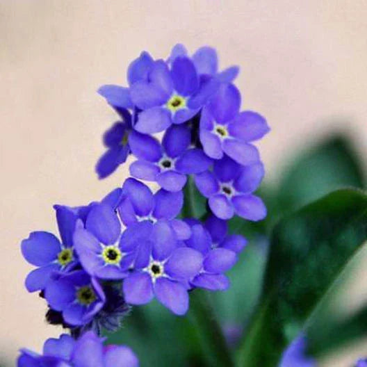 Forget Me Nots Seeds - 200 Non-GMO Indigo Blue Perennial Groundcover - Myosotis sylvatica - Easy to Grow Edging Plants