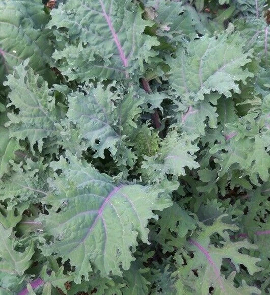 Red Russian Kale Seeds 500+ Non-GMO Cool Weather Vegetable Brassica napus var. pabularia for Garden Planting