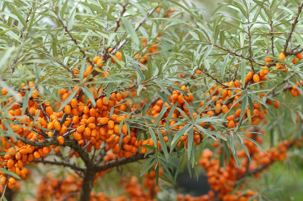 Sea Buckthorn Seeds, 50 Count, Organic Seaberry (Hippophae rhamnoides), Nutrient-Rich Plant for Health Benefits