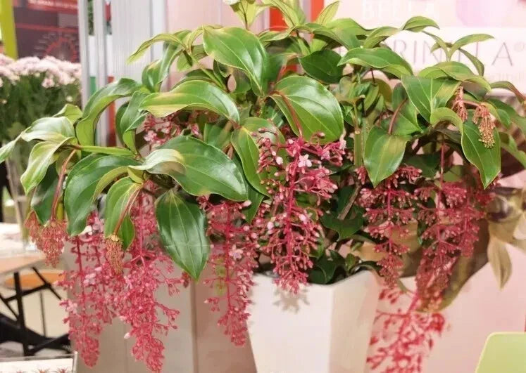 Medinilla Plant Starter - 4-Inch Live Well-Rooted Bella Magnifica - Rare Tropical Houseplant - Medinilla magnifica