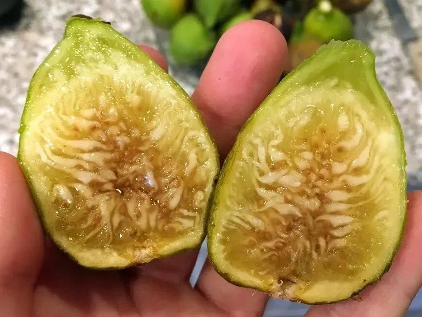 White Marseille Fig Cuttings - 2 Premium Cuttings + Willow Water for Rooting - Ficus carica 'White Marseille'