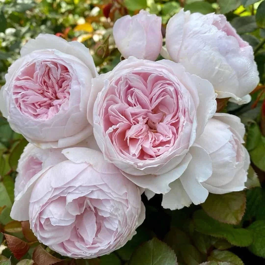 Earth Angel Rose Cuttings - 6" Unrooted - Rosa 'Earth Angel' - 3 Fresh Cuttings for Gardens & Floral Arrangements
