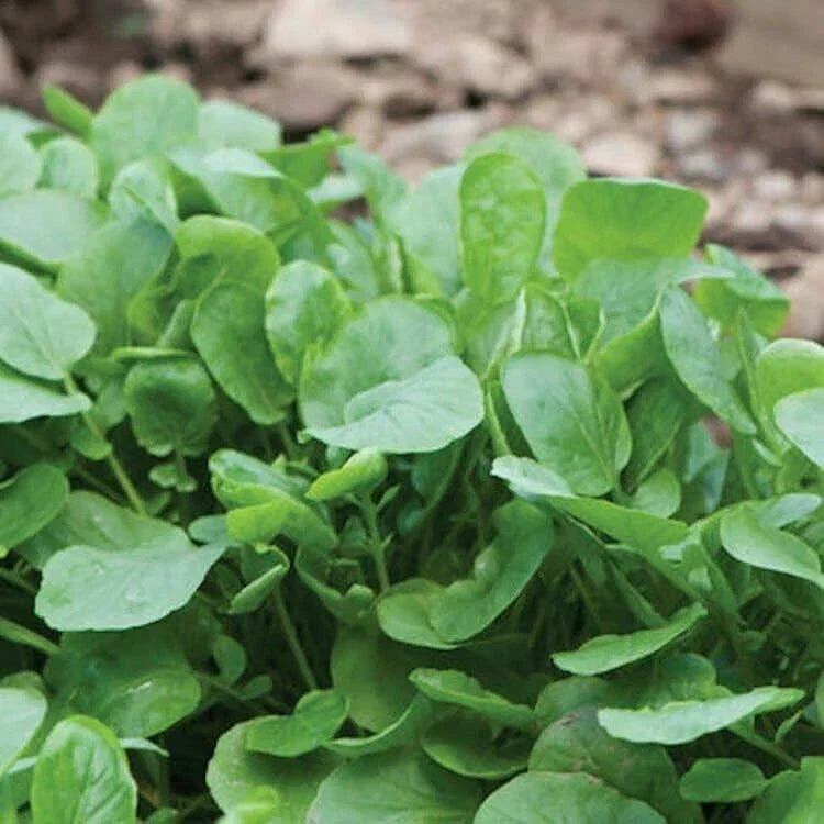 Upland Cress Seeds Packet - Non-GMO Heirloom Creasy Greens - Barbarea verna - Fast-Growing Edible Greens for Home Garden