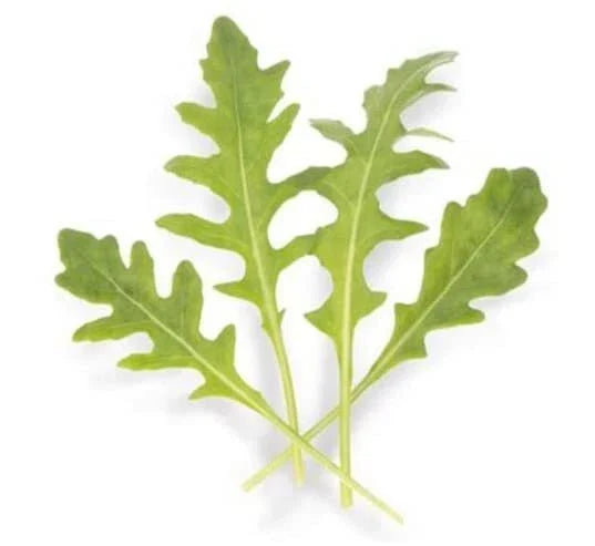 Arugula Seeds - 200 Count Athena Variety - Eruca sativa - Fast-Growing, Nutrient-Rich, Perfect for Home Gardens