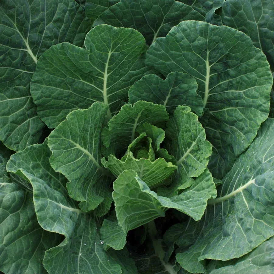 Champion Collard Seeds 300+ Non-GMO Microgreens - Brassica oleracea - Nutrient-Rich Greens for Home Gardening