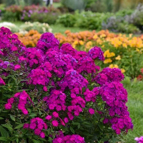 Ultraviolet Phlox Seeds - 100+ Pack - Vibrant Purple Flowers - Phlox paniculata - Non-GMO Garden Seeds - USA
