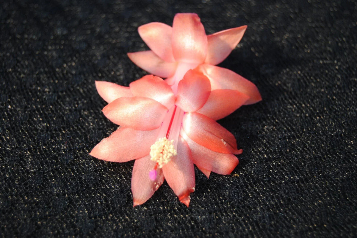Christmas Cactus Starter Plant - Small Orange Blossom - Schlumbergera Truncata - Healthy Well-Rooted Indoor Plant