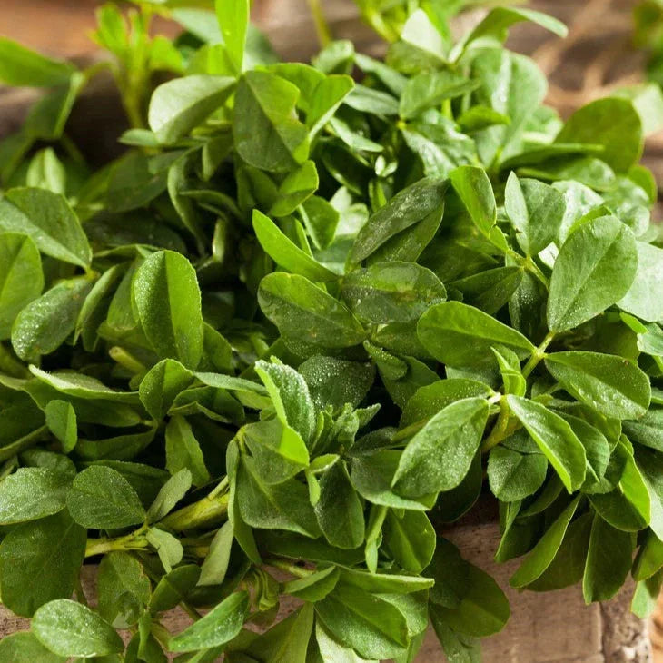 Fenugreek Seeds 500+ Count - Trigonella foenum-graecum - Indian Culinary Herb for Planting - Non-GMO Gardening Seeds