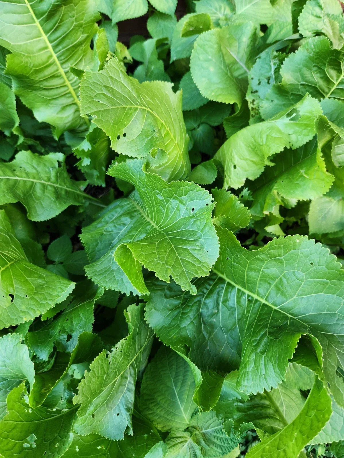 Organic Horseradish Plant Root Seed - Armoracia rusticana - Easy to Grow Culinary Herb for Home Gardening and Fresh Eating