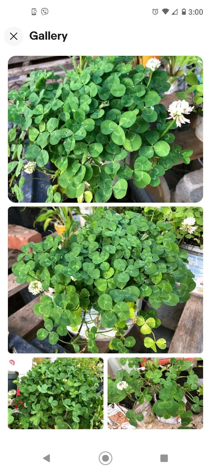 Live Organic Roots Dutch White Clover 30+ Plants Nitrogen Fixer Trifolium repens - Ideal for Biodiversity and Pollinators
