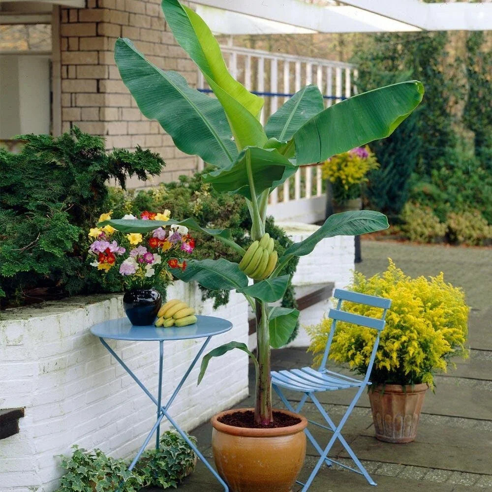 Organic Banana Plant Starter - 4-Inch Gran Nain Variety - Musa acuminata - Live Plant for Indoor/Outdoor Gardening