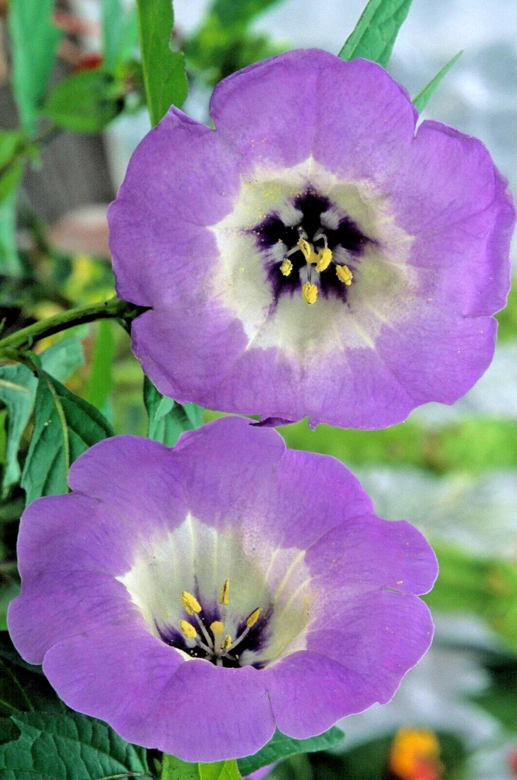 Nicandra Seeds 100 Count - Splash of Cream Shoo-Fly Plant - Nicandra physalodes var. - Low Maintenance Garden Seed