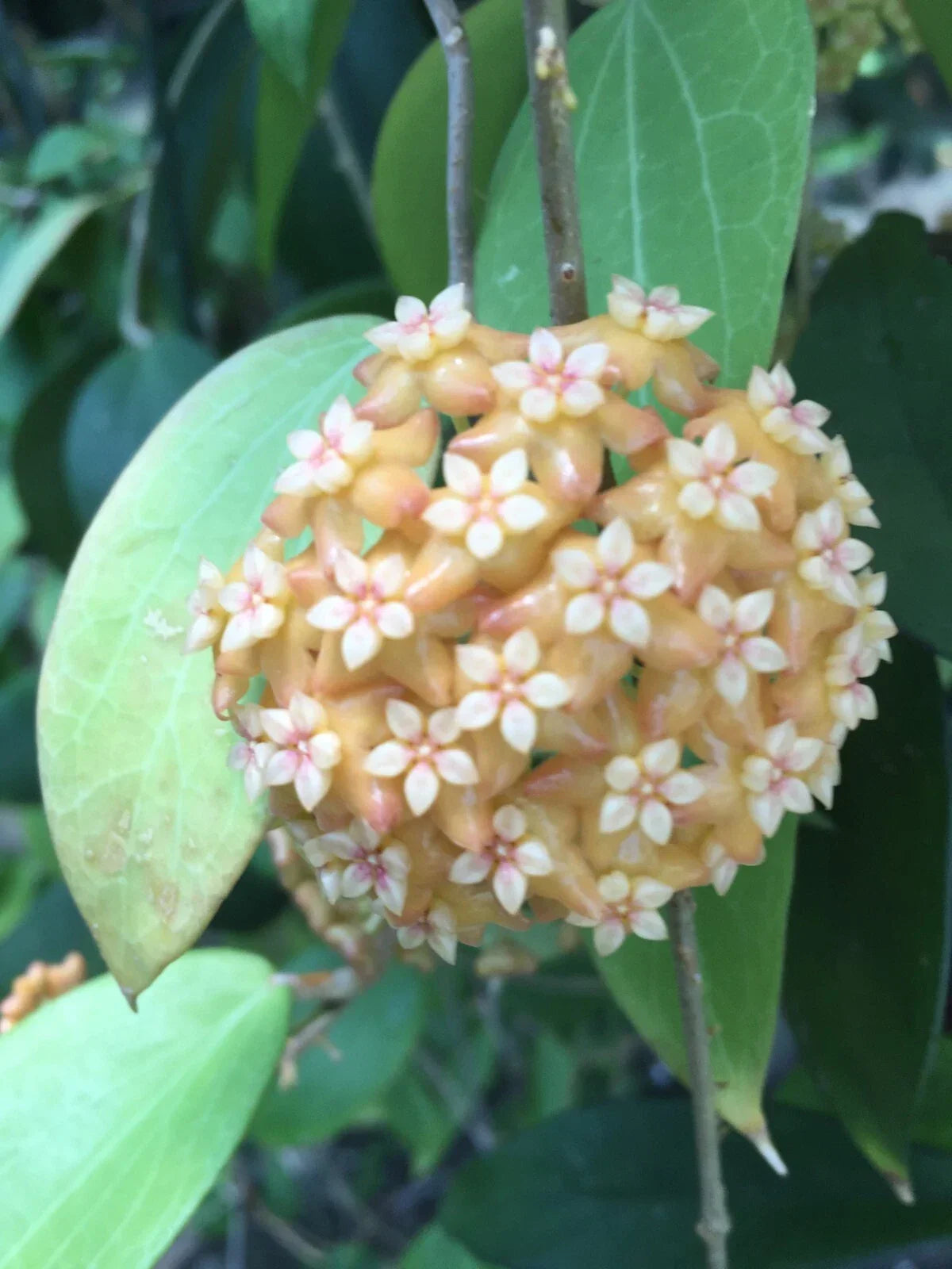 Hoya Plants in 2.5" Pots – Hoya aff. fitchii – Two Rooted Indoor Houseplants for Tropical Greenery and Air Purification