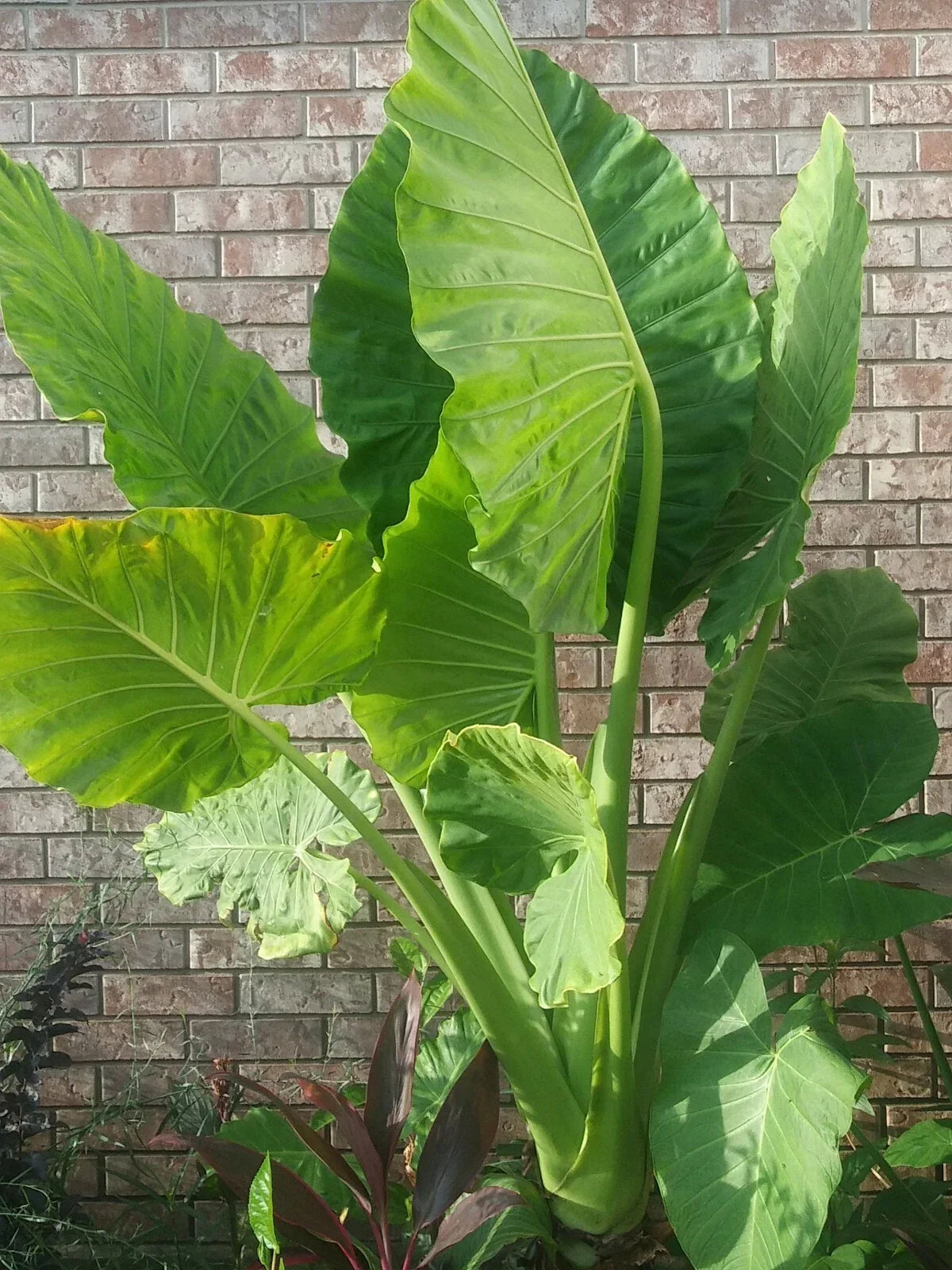 Alocasia 'Calidora' Starter Plant - Tropical Elephant Ear Houseplant - Lush Green Foliage - Alocasia x 'Calidora'