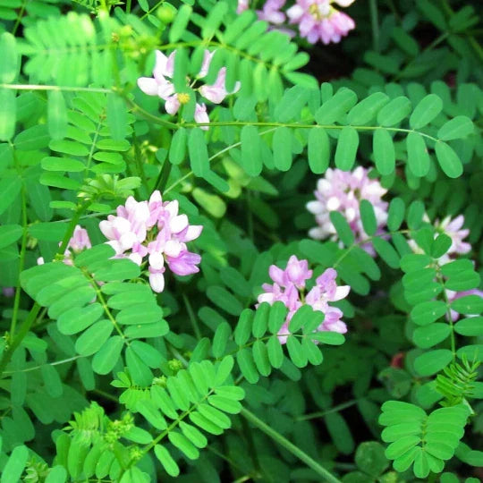 Crown Vetch Seeds 100 Pack - Coronilla Varia, Drought-Tolerant Ground Cover, Pollinator-Friendly Medicinal Herb