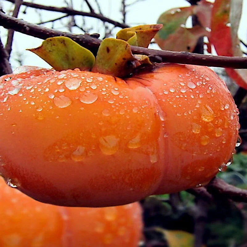 Japanese Persimmon Tree Seeds - 5 Pack - Diospyros Kaki - Hardy Fruit Plant for Home Garden
