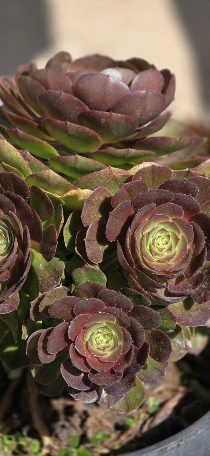 Aeonium Halloween Cutting - Dark Purple Succulent - Aeonium arboreum 'Zwartkop' - Unique Indoor/Outdoor Plant Cutting