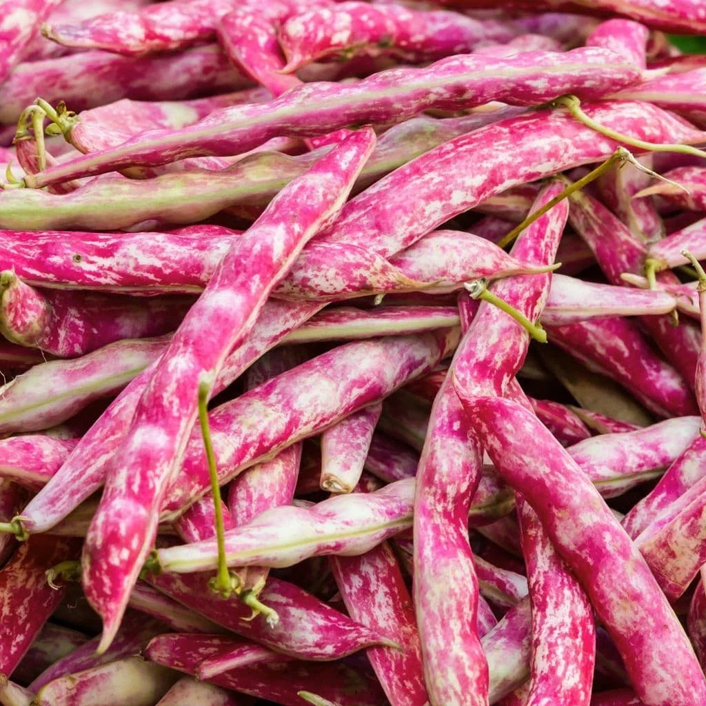 Pink Cranberry Bean Seeds - 20+ Heirloom Seeds (Phaseolus vulgaris) for 2025 Planting, Vibrant Pink & White Speckled Beans