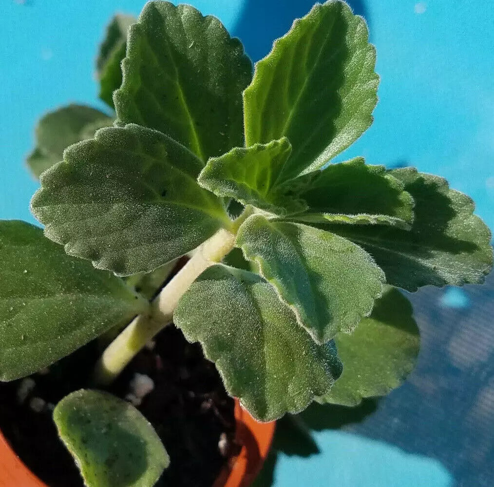 Plectranthus Neochilus Cuttings - 5x Fuzzy Lobster Flower - Swedish Ivy Spur Flower - Easy Care Indoor Plants