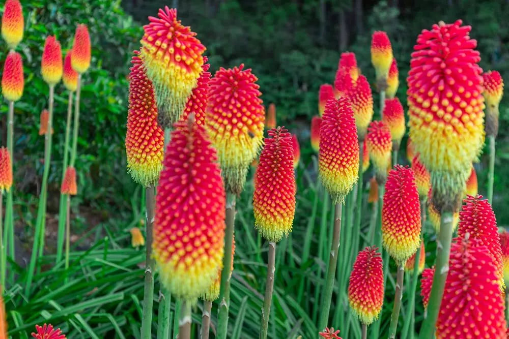 Red Hot Poker Flower Seeds - 100+ Vibrant Red Blooms - Kniphofia uvaria - Drought Tolerant, Full Sun, Garden Focal Point