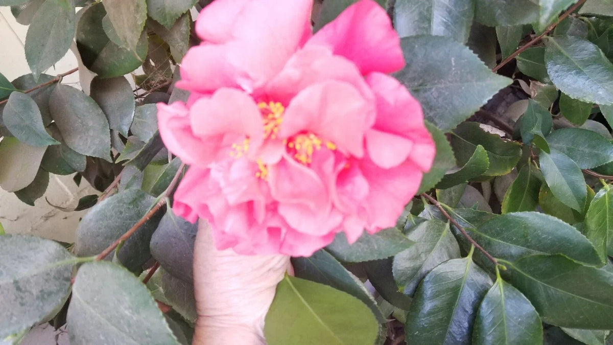 Large Camellia Cuttings - Eight Stem Light Red Blooms - Prolific Bloomer - Camellia japonica