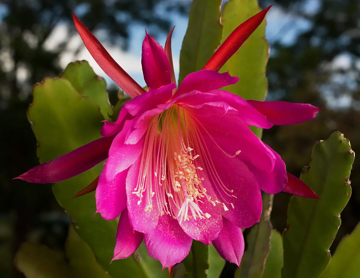 Orchid Cactus Cutting 7" Epiphyllum Hybrid 'Kiwi' Huge Pink Flowers - Indoor/Outdoor Plant, Low Maintenance Succulent