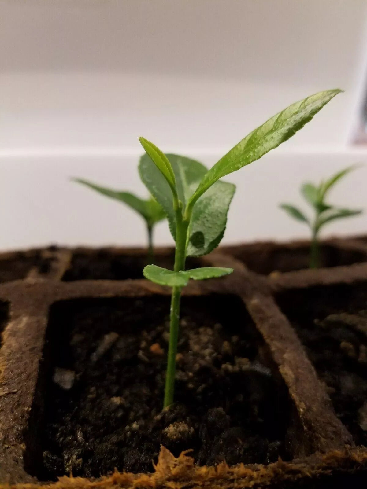 Meyer Lemon Tree 3"-6" Organic Non-GMO Citrus × meyeri Indoor/Outdoor Starter Plant for Home Garden