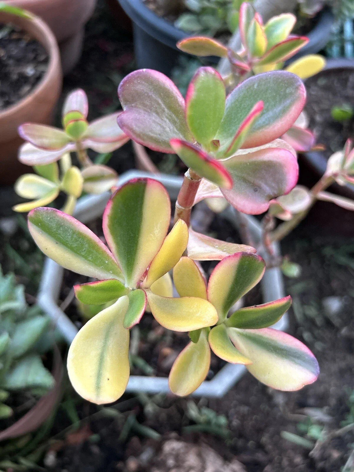 Rainbow Jade Cuttings - 3 Healthy Crassula Ovata "Siempre Viva" - Rare Money Tree Plant for Propagation and Indoor Gardening