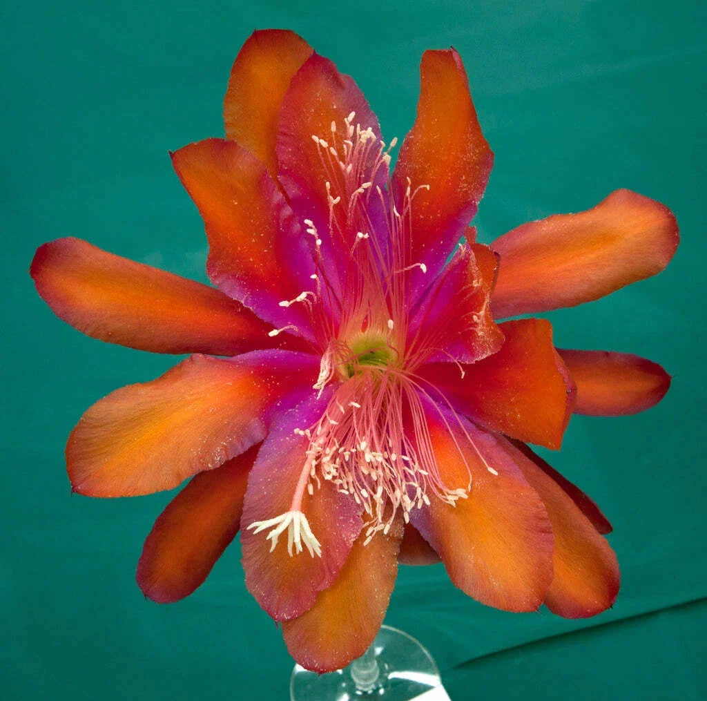 Epiphyllum Hybrid Starter Pot 4" 'Tel Star' Cactus Plant, Exotic Flowering Succulent, Epiphyllum spp.