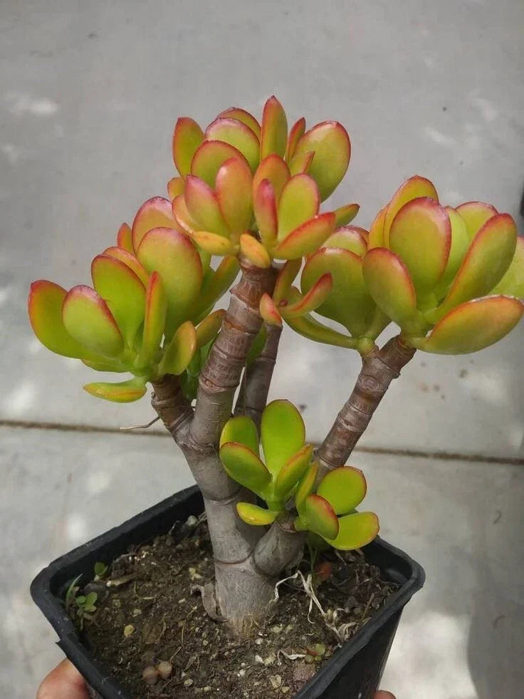 Succulent Crassula Ovata 'Crosby's Compact' 8" Jade Plant - Green/Red Foliage, Drought Tolerant, Glossy Texture